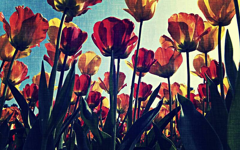Fichier:Les Fleurs Quirby.jpg