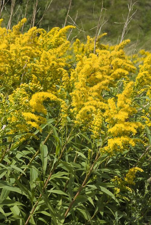 Solidago.jpg