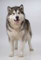 10512891-portrait-de-malamute-d-39-alaska-sur-fond-gris.jpg