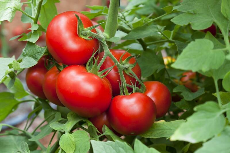 Fichier:Tomate esp.jpg