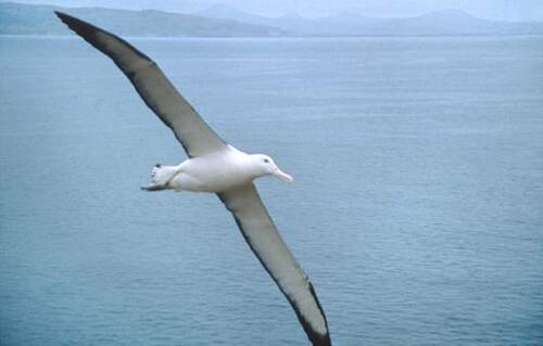 Albatros.jpg