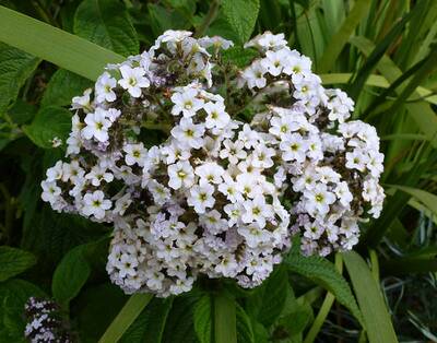 Heliotrope blanche.jpg