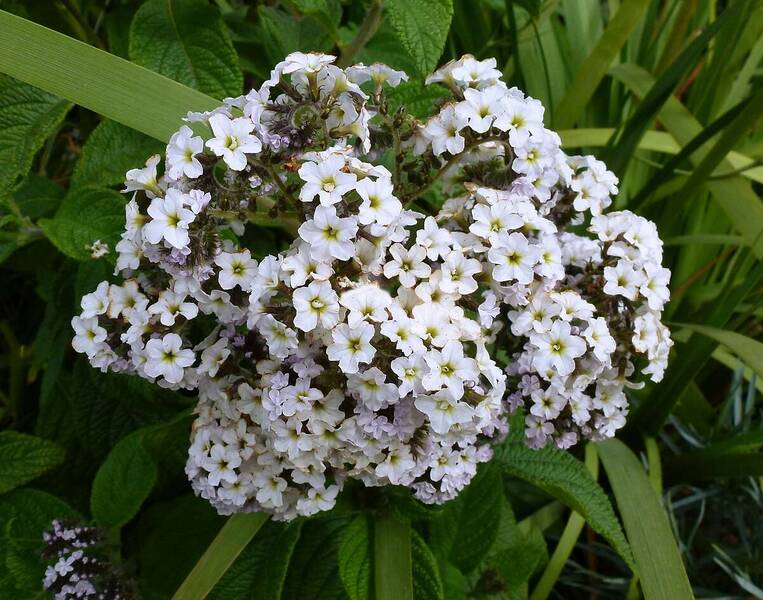 Fichier:Heliotrope blanche.jpg