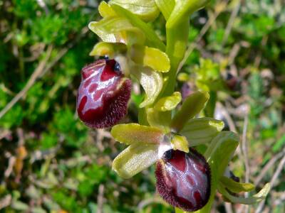 Ophrys esp.jpg