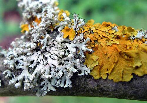 Lichen.jpg