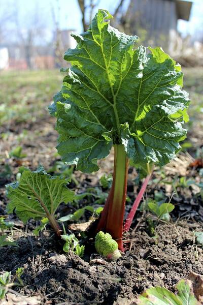 Fichier:Rhubarbe esp.jpg