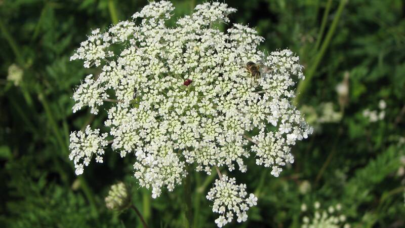 Fichier:Carottefleur esp.jpg