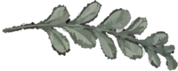 Plante1.png
