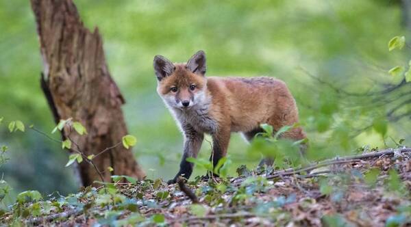 Renard Wiki speria