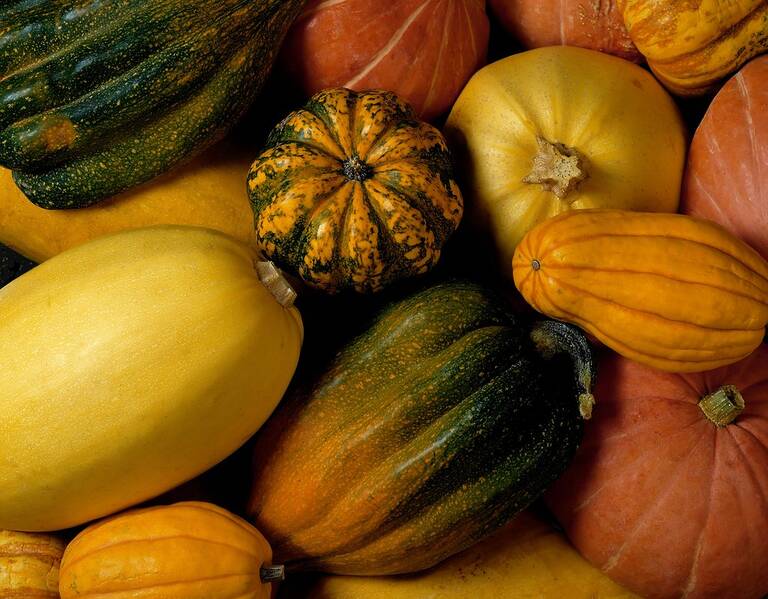 Fichier:Courge esp.jpg