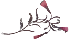 Plante10.png