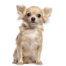 ChienCuccio.png