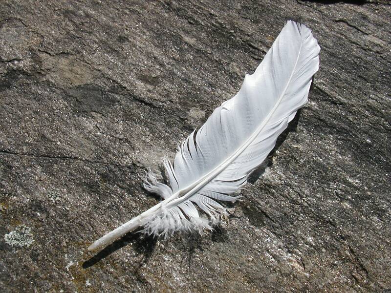 Fichier:Plume de mouette.jpeg
