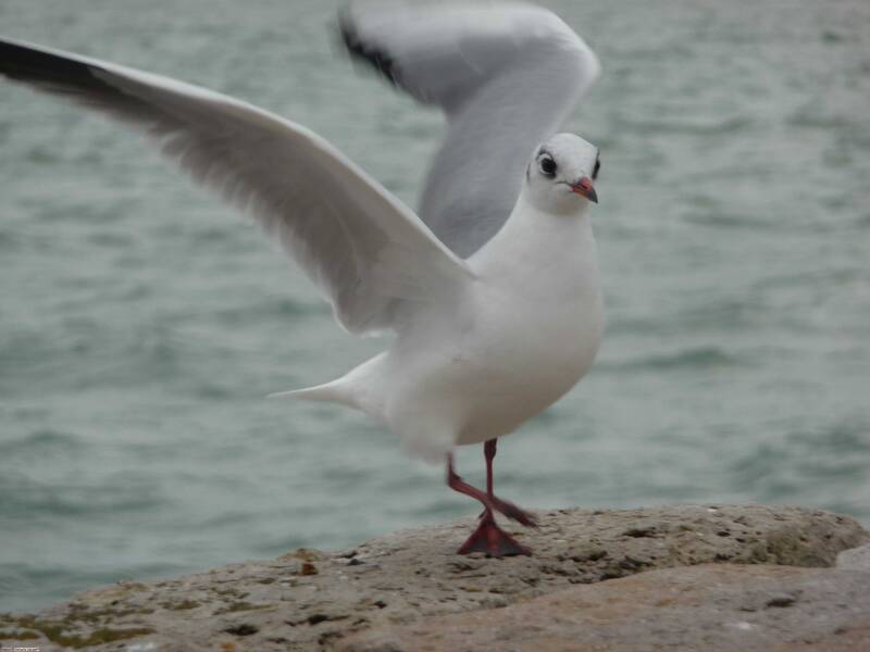 Fichier:Mouette.jpg
