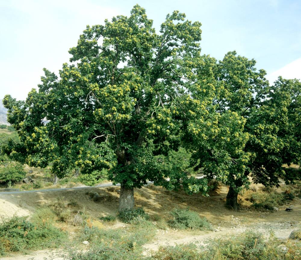 Châtaignier Albunois — Wiki'speria
