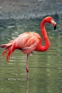 Flamant Rose_esp.jpg}}