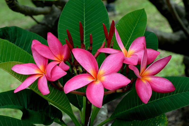 Fichier:Frangipanierfleursfuschia.jpg