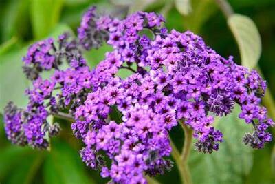 Heliotrope bleue.jpg
