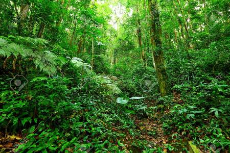 Forêt tropicale de l'Anilius Scytale