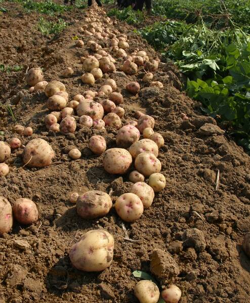 Fichier:Pomme de terre esp.jpg