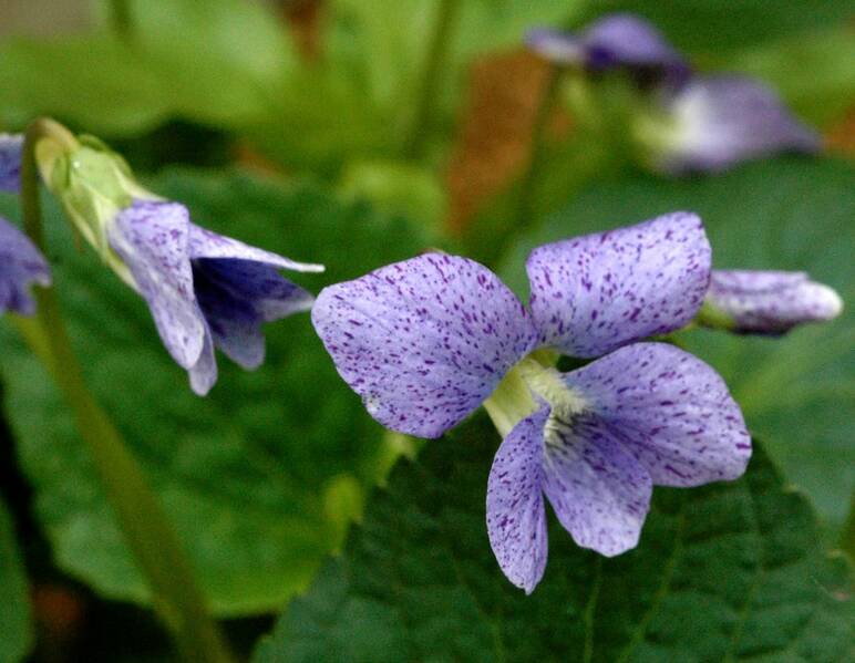 Fichier:Violettemouchetée esp.jpg