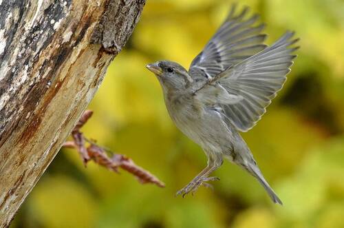 Moineau esp.jpg