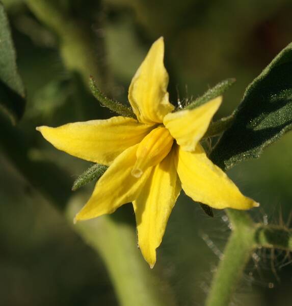 Fichier:Tomatefleur esp.jpg