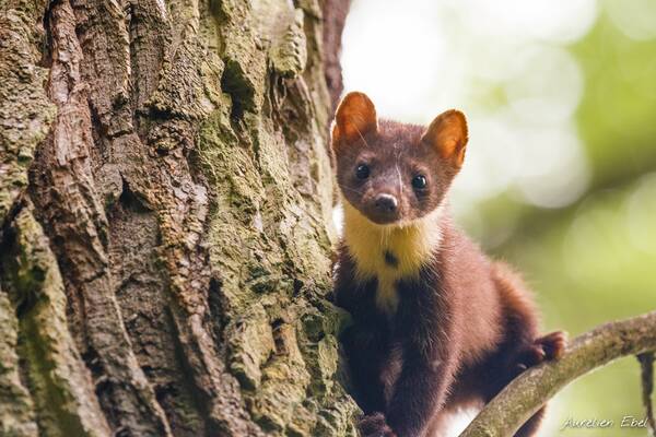 Martre des Pins — Wiki'speria