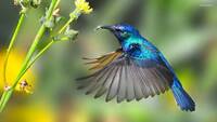 Colibri_esp.jpg}}