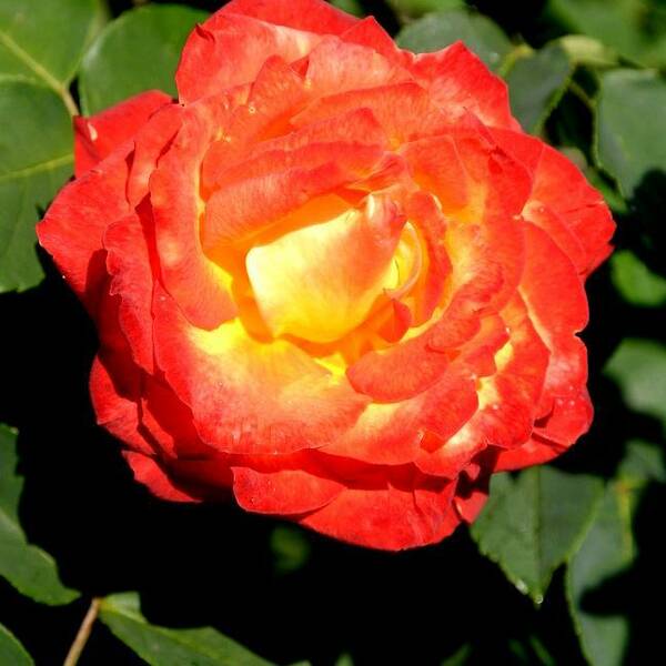 Fichier:Rosechacok esp.jpg