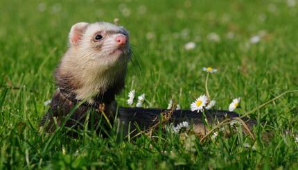 Furet.jpg