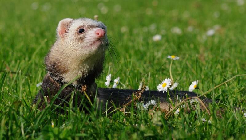 Fichier:Furet.jpg