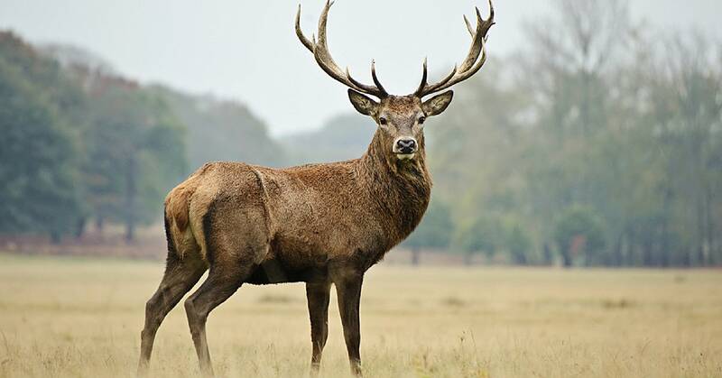 Fichier:Cerf esp.jpg