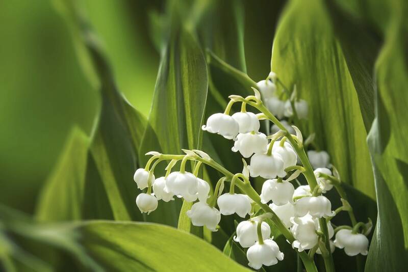 Fichier:Muguet esp.jpg