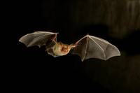 Chauve-Souris.jpg}}