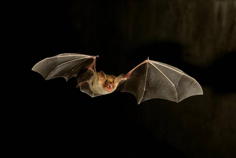 Fichier:Chauve-Souris.jpg