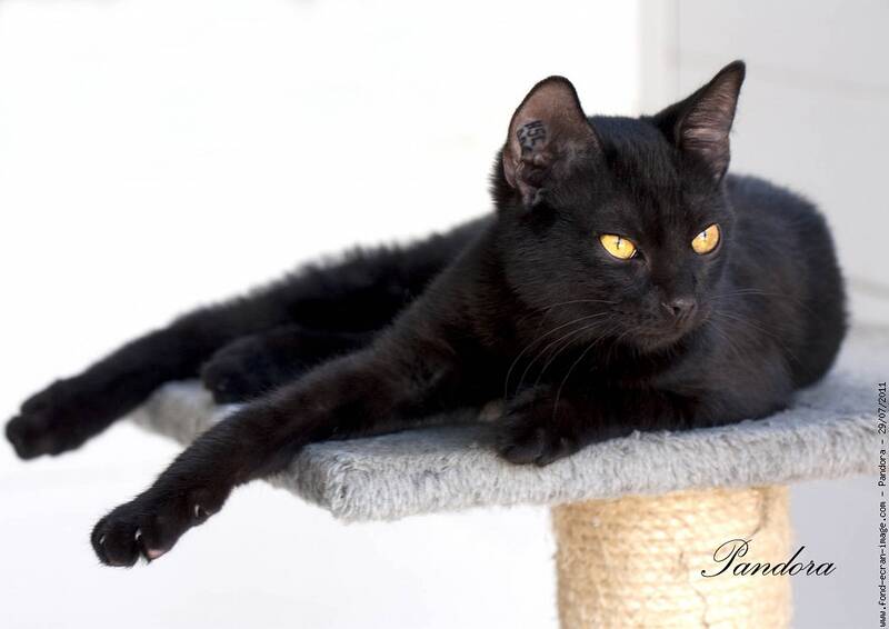 Fichier:Chatnoir.jpg