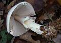 Agarics des bois esp.jpg