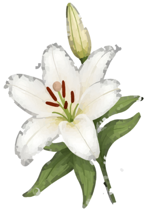Plante6.png