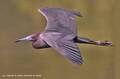 Aigrette Bleue.jpg