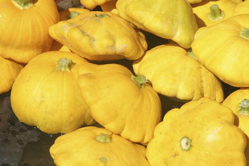 Fichier:Pâtissonjaune esp.jpg