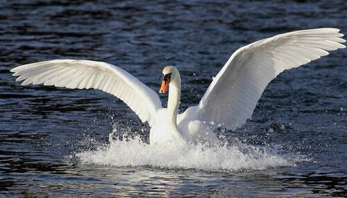 Cygne.jpg