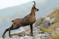 Chamois.jpg}}