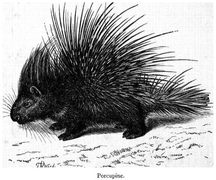 Fichier:Porc-épic.jpg