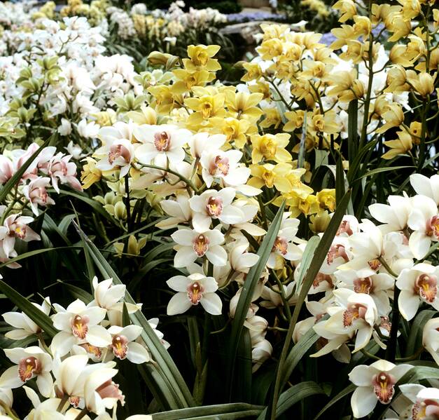 Fichier:Orchidee2.jpg