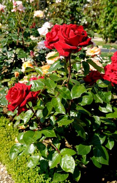 Fichier:Rose esp.jpg