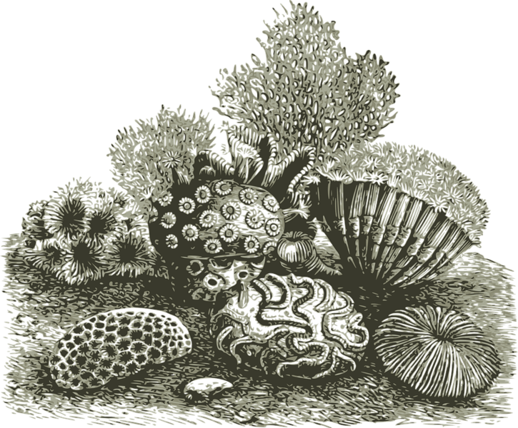 Fichier:Corail-min.png