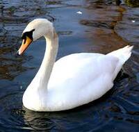 Cygne_esp.jpg}}