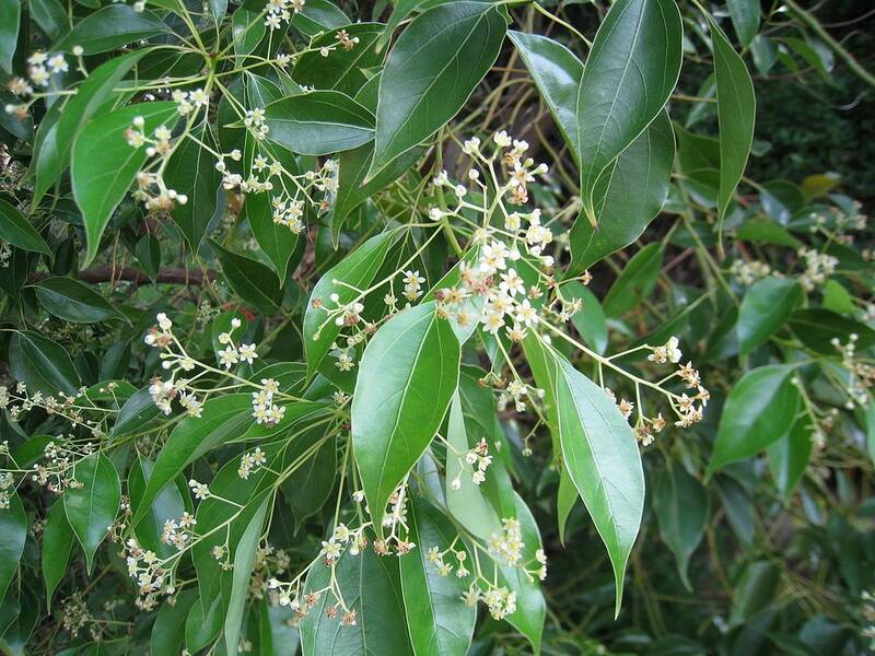 Fichier:Cannelierfleur esp.jpg