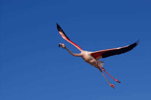 Flamant Rose.jpg